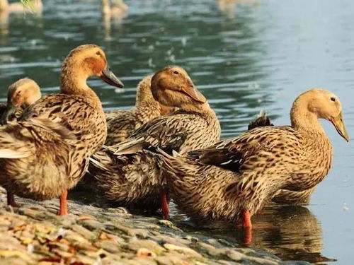 疫苗vs抗体,50亿只水禽更受青睐谁