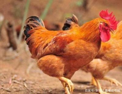 2020年5月1日起,环境保护企业的增值税税率有哪些?