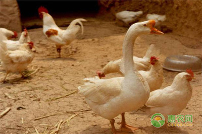 土鸡和大鹅混养有这四大好处,养殖户看过来!