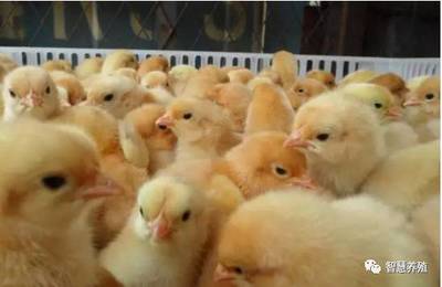 未来什么样的养殖场才能生存