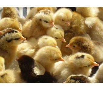 [供]湖南衡阳新华禽业厂家直销大量供应优质新华V系青脚土鸡苗_鸡_家禽_禽类养殖_农产品养殖_供求_中国易农网