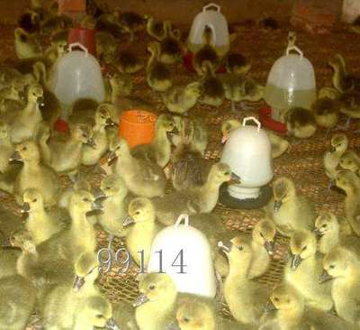 狼头鹅饲养技术