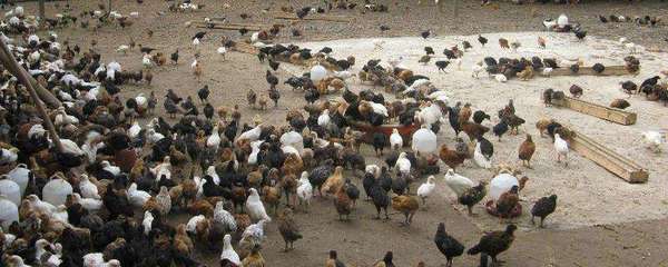 北方养殖什么动物致富