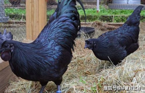世界上最黑的鸡,曾炒到40万一只,土豪想吃都要 三思后行