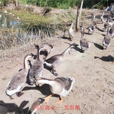 云浮马岗鹅苗种苗养殖场包成活