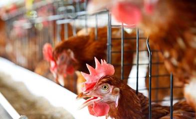 鸡肉价格持续低位运行,家禽养殖上市公司业绩同比下滑