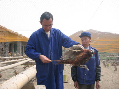 飞翔家禽养殖合作社 - 三门新闻 - 三门新闻网