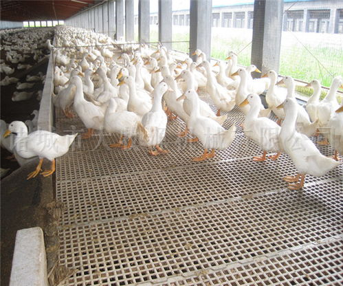 家禽精准化养殖设备 大牧源机械 家禽精准化养殖设备联系方式
