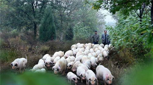 九大玩法,让森林旅游与林下经济完美 混搭