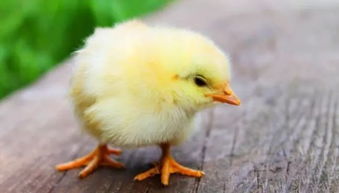 养鸡打针的禁忌和技巧,你知道多少