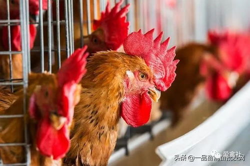 养鸡行业正走向 两极化 未来两年,预计80 家禽养殖都将处于亏损状态
