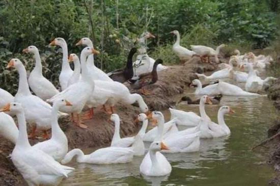 鹅的智商有多高