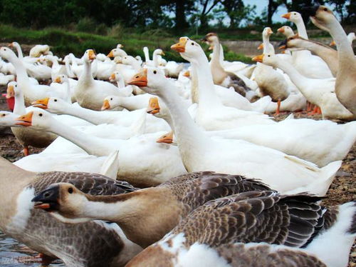 俄罗斯停止从爱沙尼亚进口家禽产品,除了鸡蛋,还有很多禁止