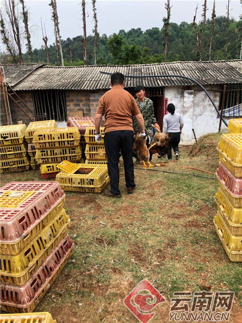 禄丰 创新家禽养殖模式助推养殖户增收 要闻 楚雄频道 云南网