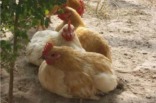 养鸡催肥用什么药效果最好 养鸡户快来学
