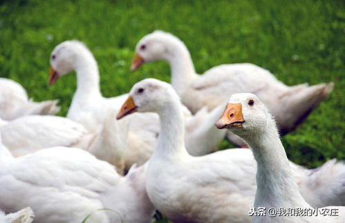 三阶段养好商品肉鹅,70天左右便可出栏,掌握技术很关键