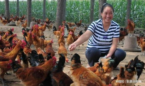 农村俗语 鸡不三年,犬不六载 ,禽畜养久生祸端,有无道理