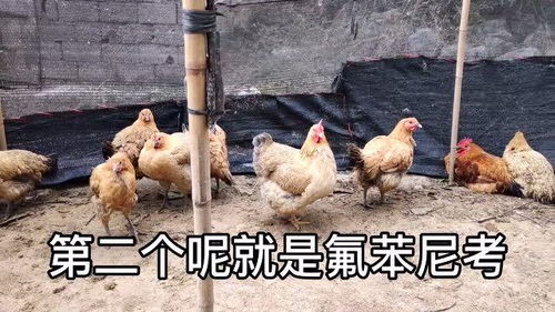 家禽常见的几种病虫,养鸡人一定要知道,应该如何防治