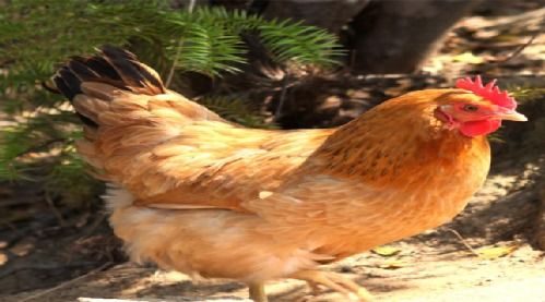 彭阳特产 月子鸡蛋