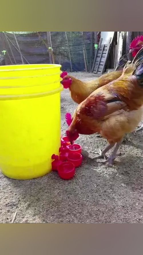 搞家禽养殖的,建议制作一个这样的自动饮水器,自动补水,不用人看 三农 养殖设备 家禽养殖