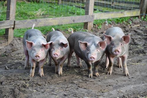 饲养猪家禽家畜图片 摄影图 下载至来源处