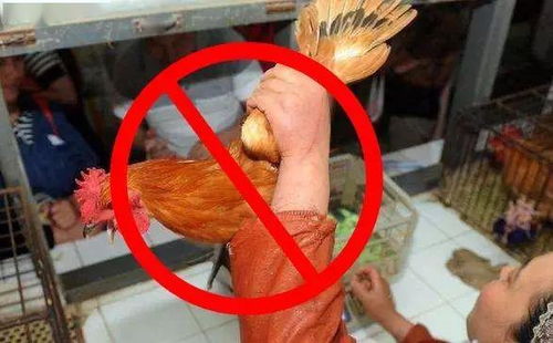 厦门菜市场,以后可能买不到活鸡活鸭了