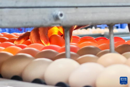 高质量发展调研行丨湖南石门 智慧养鸡 畅销市场