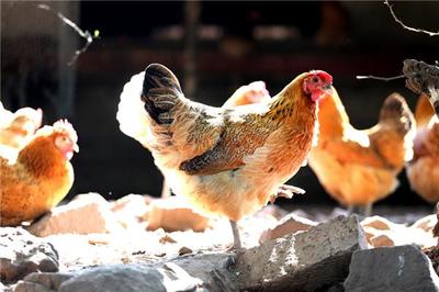 老乡鸡破局:从养殖体系到餐饮战略,老乡鸡走了37年