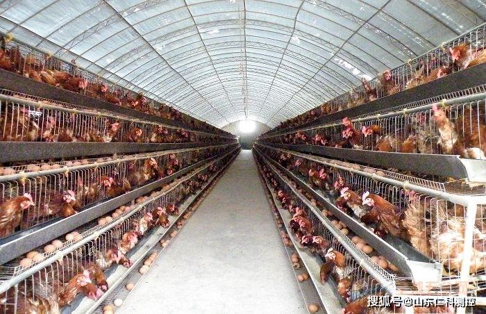 智慧家禽养殖:鸡舍环境监控系统_平台