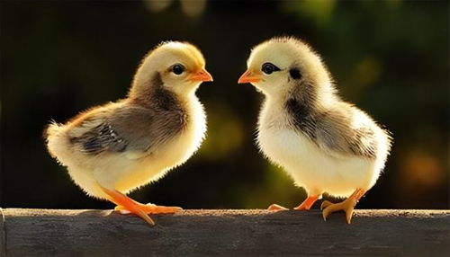 鸡连石头和沙子都吃,为什么不吃黄豆呢 原因没有想象那样简单