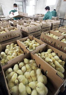 山东临沂家禽养殖户 抄底补栏