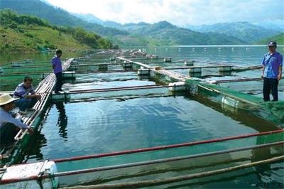 如何应对由于气候变化导致水产养殖疾病的困难