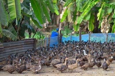 3月11日畜牧行业新动向