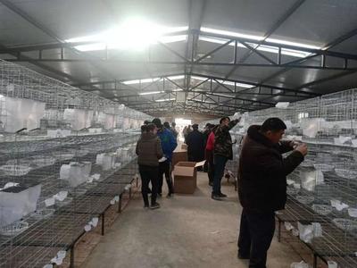 「产业振兴」阿克苏普乡干群一心 合力打造特色家禽养殖基地