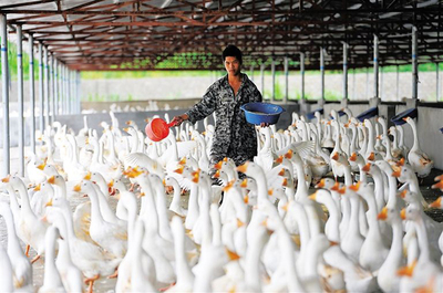 在农村养殖什么赚钱?2020年农村养什么赚钱?