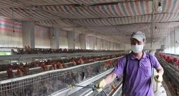 家禽养殖基础知识大全,养殖新手必备