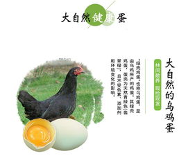 黔东南锦屏特产 散养绿壳鸡蛋 乌鸡蛋30枚 省内包邮