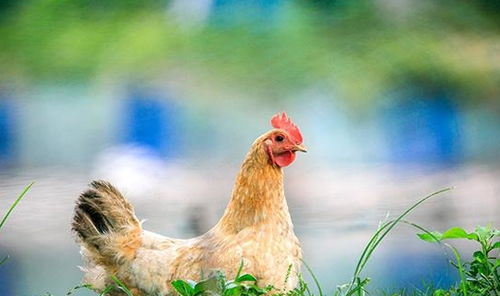 65岁肝硬化老人,不愿拖累子女,回老家调养,却有意想不到的效果