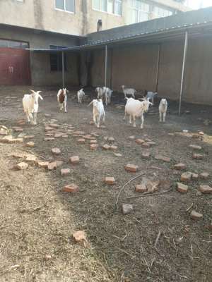 蒙城县廷建家禽养殖专业合作社