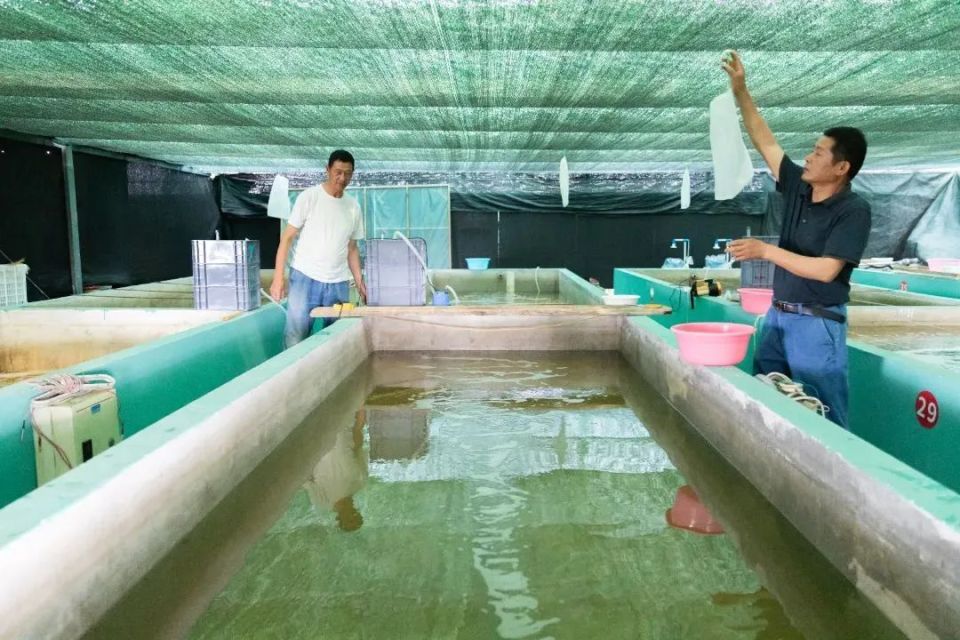 “江南第一名鱼”,有望重回餐桌!