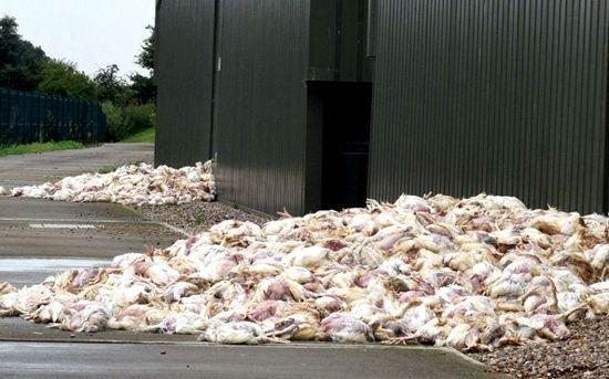 英国受高温天气影响 逾千只养殖场家禽意外死亡