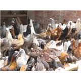 诚信;创新;卓越-普洱市思茅区云芸家禽养殖专业合作社