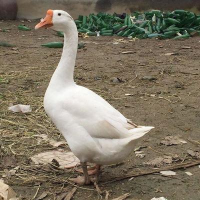 大学生回家创业,养殖杂交野兔,年入十几万,如何做到的?