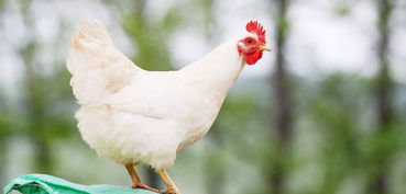 霉菌毒素 才是 偷走 你钱的罪魁祸首