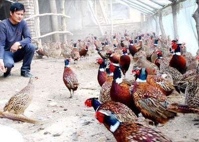 四个投资少回报快的特种养殖创业项目 助你快速发家致富