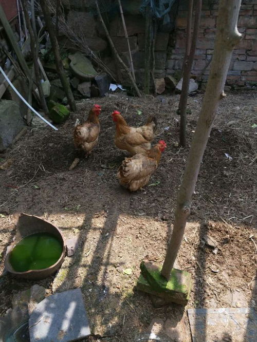 城市建成区内养鸡鸭 这种做法不可取