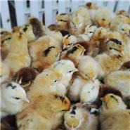 保定家禽养殖基地批发