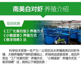 红旗淡水大棚养南美对虾养殖加盟公司 水产养殖行业领导者