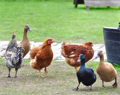 鸡鸭鹅以及蛋出口美国FDA认证注册服务