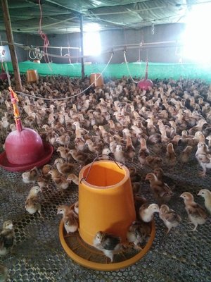 养鸡秘籍(一)不要错过